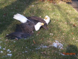 Sterling Bald Eagles