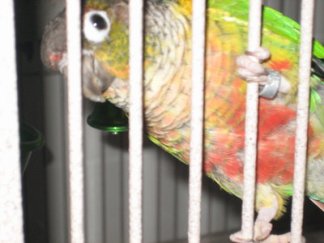 Parrot Foundation Needs Help