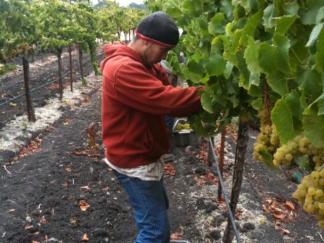 Rush to Harvest in Wine Country
