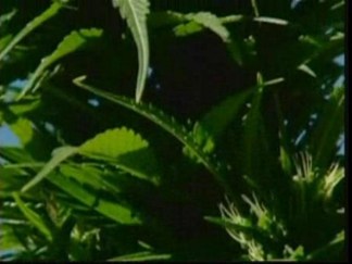 Medical Marijuana Could Be Coming to DC