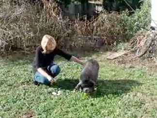Piggy Please! Let Gwendolyn Stay!
