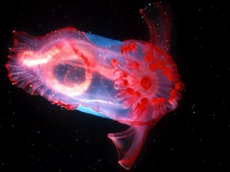 Weirdest Creatures of the World