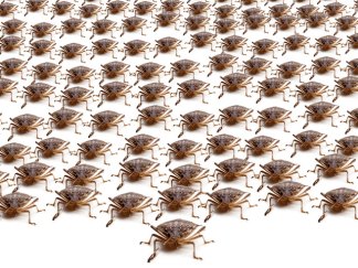 Everything You Wanted to Know About Stink Bugs