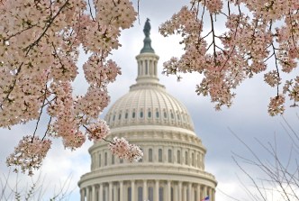 New Breed Of Cherry Blossom for Centennial