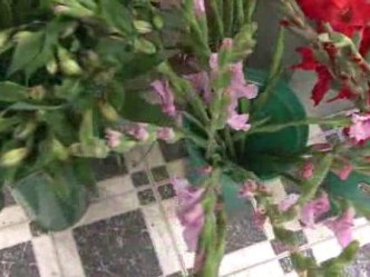 Monkeysee Monkey Do: Tips for Choosing Mother's Day Flowers