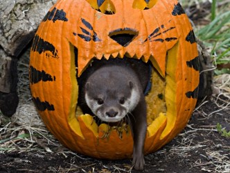 Zoo Creatures Enjoy Jack-O-Lantern Playgrounds