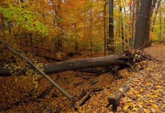 History of D.C. Parks Now Online