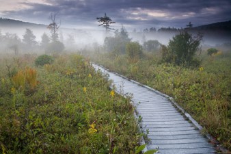 Explore the Soggy Life: Cranesville Preserve