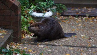 Floods Sweep Beavers Out of Streams, Into Suburbs
