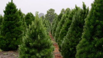 Giant Christmas Tree Farm Hit Hard by Sandy