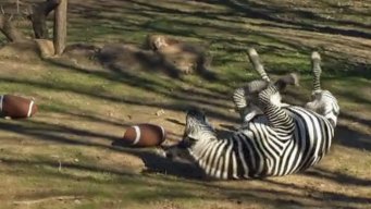 Fort Worth Zoo Zebras Steal Super Bowl Prediction Show