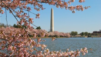 Our Top Picks: Cherry Blossom Fest Events