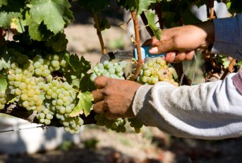 Wine Festival Ticket Giveaway Rules