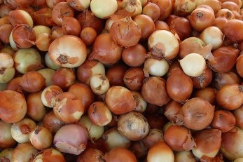 Sleep With an Onion to Avoid the Flu?