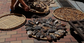 Father and Son Indicted for $17M Sea Cucumber Smuggling