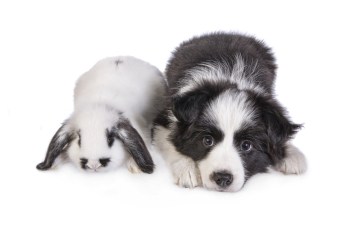 All About the Fur Kids: World of Pets Expo