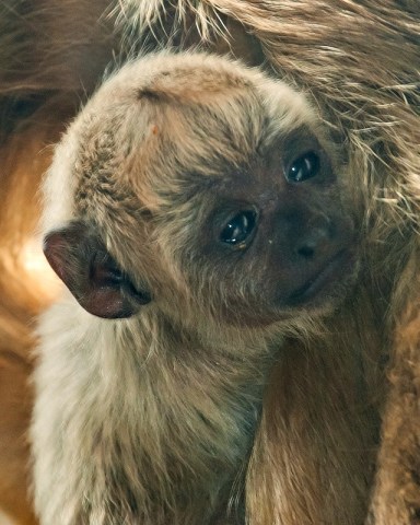 Baby Howler Monkey Far Cuter Than Expected