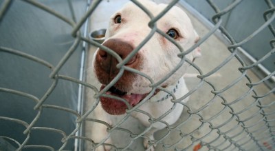 Maryland Pit Bull Measure Headed for Negotiations