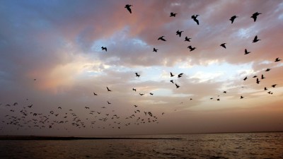 Waterfowl Festival Takes Flight