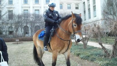 Officer Calms Dog-Horse Fracas With Gunfire