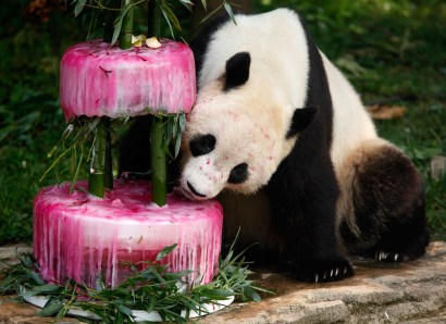 The National Zoo held a event to celebrate the Tai Shan's fourth birthday with a frozen cake made from water, bamboo, shredded beets and beet juice.