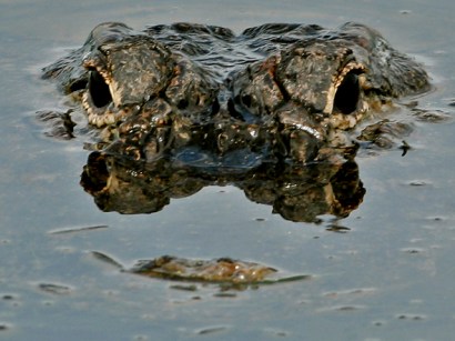 An alligator, similar to the one pictured here, attacked a golfer reaching for his ball in a pond at a South Carolina golf course. An alligator, similar to the one pictured here, attacked a golfer reaching for his ball in a pond at a South Carolina golf course.