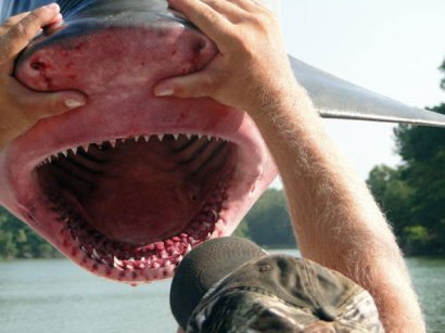 8-foot bull shark caught in the Potomac River; 'most dangerous shark in