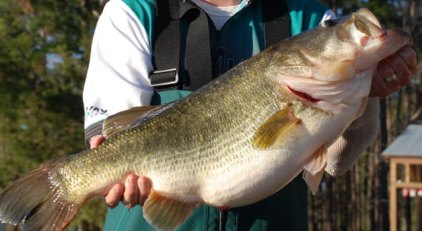 Pollutants Performing Sex Changes on Potomac River Bass