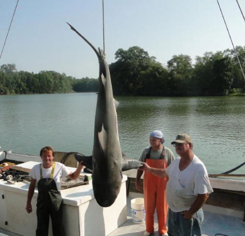 “Jaws” in the Potomac