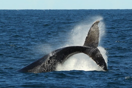 Warmer Weather = Epic Amounts of Whale Sightings