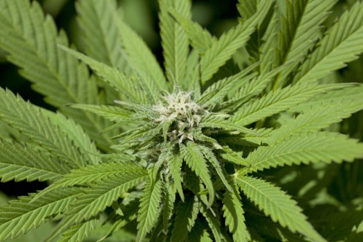 Md. Bill Would Decriminalize Small Amounts of Marijuana