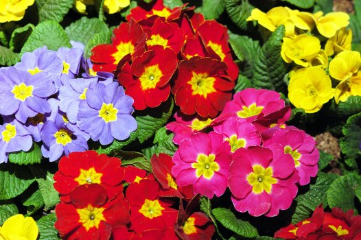 National Arboretum Garden Fair!