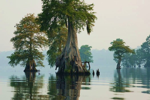 The Great Dismal Swamp: Not So Dismal After All