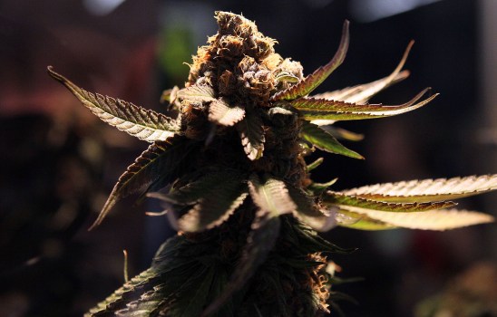 Bid to Study Pot Sales at Va. ABC Stores Fails