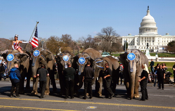 Pachyderms on Parade!