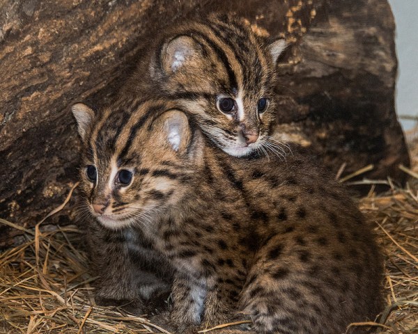 Fishing Cats Share Adorable Baby Pics