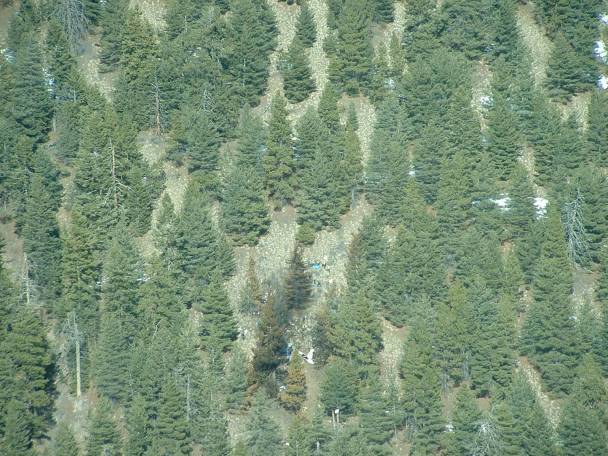 Plane Crash Search-and-Rescue Quiz