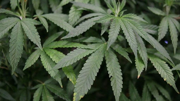 Pro-Pot Candidate Stays on D.C. Ballot