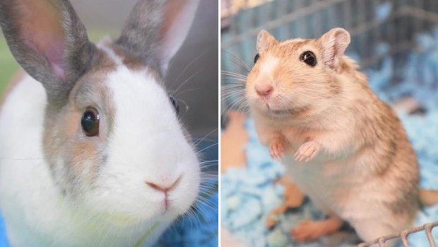Local shelter times and specials for Clear the Shelter event on Saturday Local shelter times and specials for Clear the Shelter event on Saturday