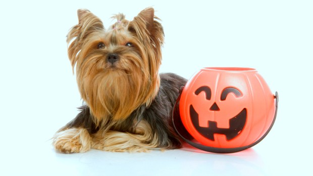 Howl-O-Ween With the Fur Kids
