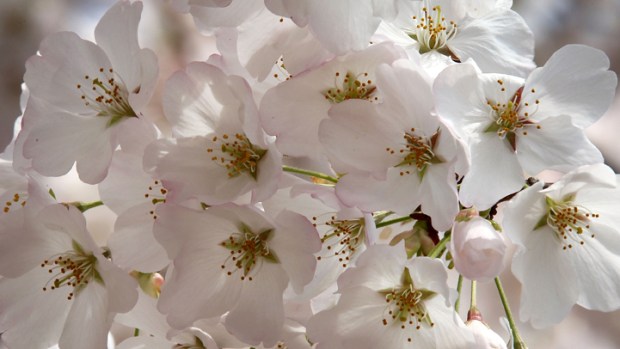 Sherwood's Notebook: Snow Before Cherry Blossoms