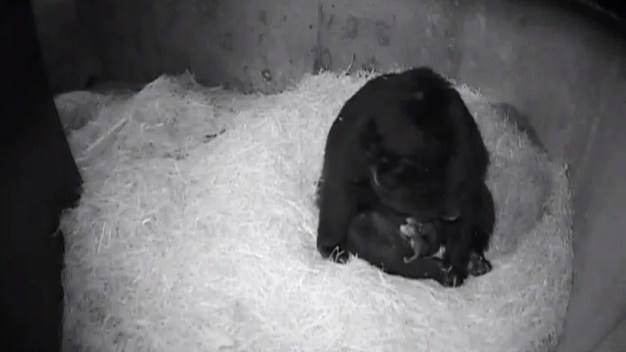 Twin Andean Bear Cubs Born at National Zoo