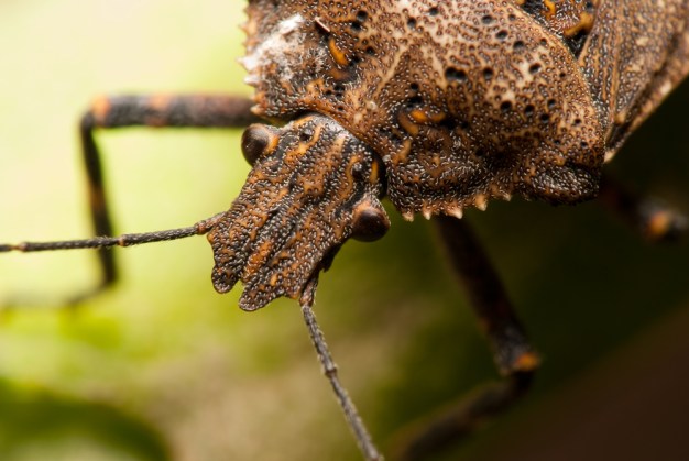 Where Have All the Stink Bugs Gone?