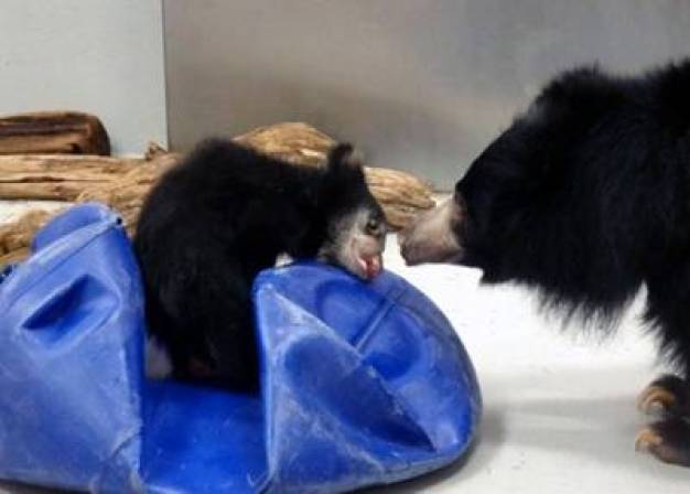 Zoo’s Sloth Bear Cub Makes Public Debut