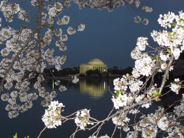 2012 Cherry Blossom Pictures
