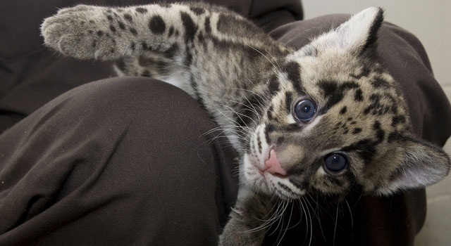 Warning: Levels of Cuteness Dangerously High