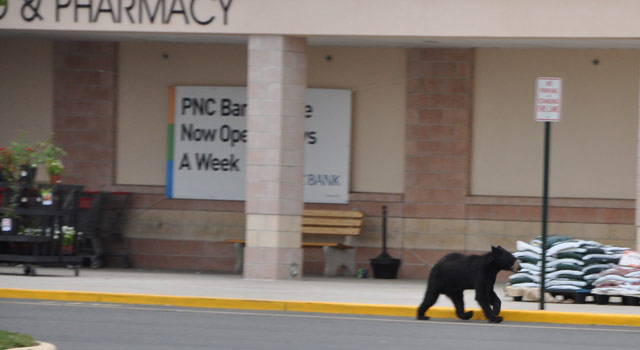 Black Bear Goes Grocery Shopping ... Sort Of