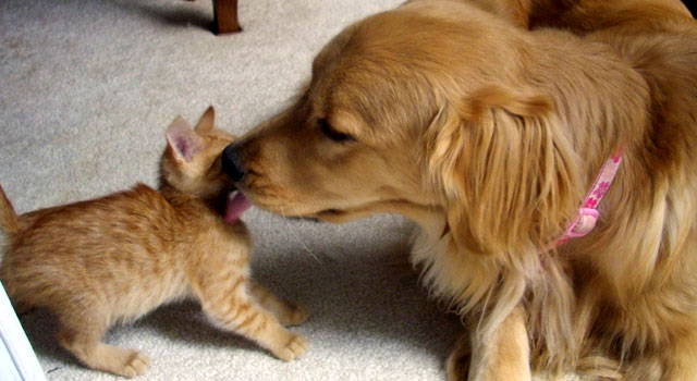Kittens Cozy Up to Canine Mom