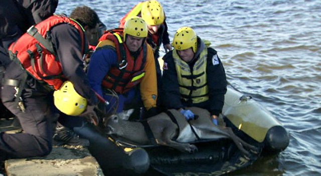 Deer Rescued From Tidal Basin
