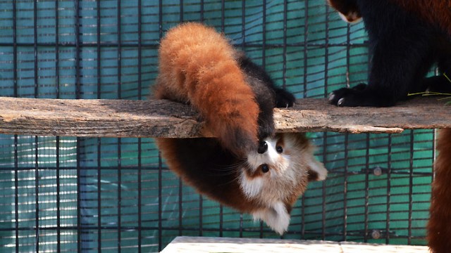 Red Panda Cuteness Check: Yep, Still Are